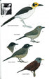 Birds of Ghana, Second edition - Borrow 2022